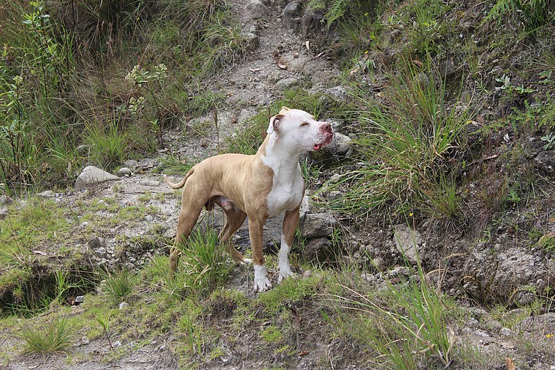 File:01. Pitbull-2723863 1920.jpg