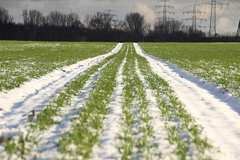 File:04 verschneites Gras.jpg