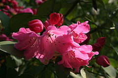 Rhododendron, a plant family common to the Appalachian Plateau 0 Rhododendron - Celles (Hainaut) 3.JPG
