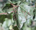 Was ist das für ein Blatt? Was sind das für rote Auswülstungen und wer hat sie verursacht?