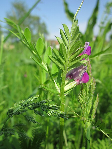 File:20130502Vicia sativa1.jpg