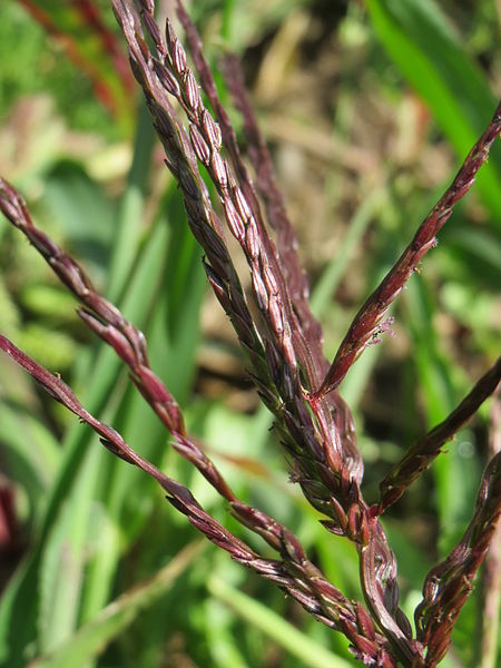 File:20140827Digitaria sanguinalis1.jpg