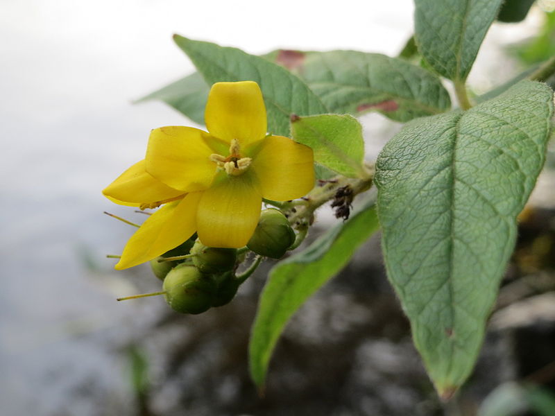 File:20140829Lysimachia vulgaris2.jpg