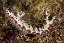 Hypselodoris juniperae