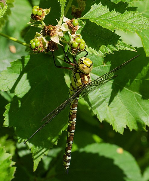 File:2016.07.12.-05-Flemhuder See Quarnbek--Blaugruene Mosaikjungfer-Weibchen.jpg