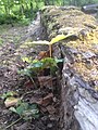 2017-04-30-NSG Schlosspark Benrath-junge Pflanze auf liegendem Stamm-Schlangenweg nahe dem Hippodrom.jpg