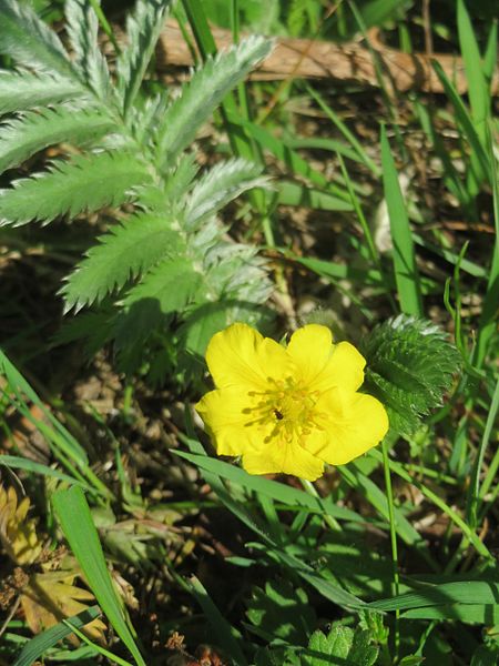 File:20170516Potentilla anserina1.jpg