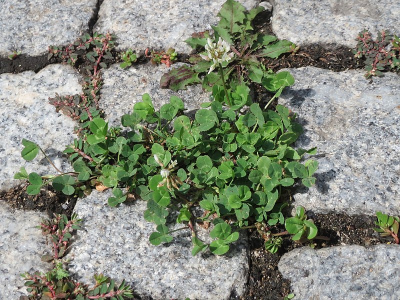 File:20170802Trifolium repens2.jpg