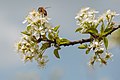 * Nomination A honeybee on a cherry blossom in the nature reserve Südliche Fröttmaninger Heide --FlocciNivis 17:44, 3 May 2023 (UTC) * Promotion Good quality. --Imehling 17:48, 3 May 2023 (UTC)