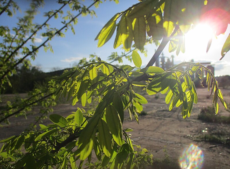 File:20230502Robinia pseudoacacia3.jpg