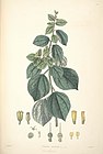 29 Triumfetta rhomboidea - John Lindley - Collectanea botanica (1821).jpg