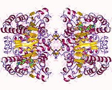 Modèle tridimensionnel de l'enzyme