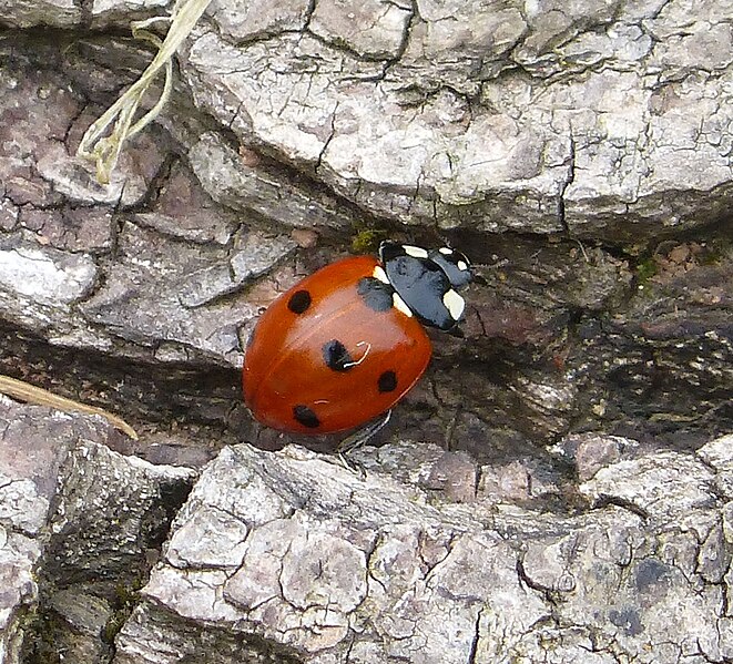 File:7-spot Ladybird. Coccinella septempunctata - Flickr - gailhampshire.jpg