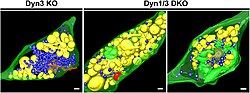 A-dynamin-1--dynamin-3--and-clathrin-independent-pathway-of-synaptic-vesicle-recycling-mediated-by-elife01621fs001.jpg