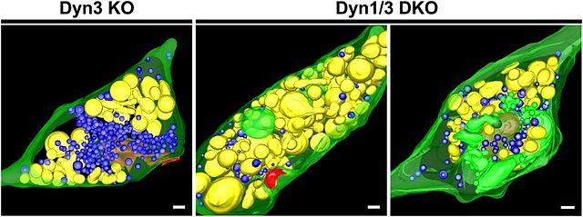 Synaptic vesicle