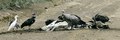 A Rüppell's vulture and four hooded vultures are feasting on a dead zebu, with a cattle egret watching. A dirt road between Danané and Man, Ivory Coast, 1980.