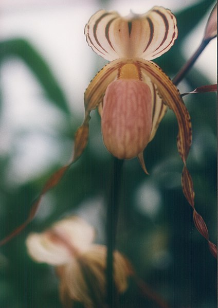 File:A and B Larsen orchids - Paphiopedilum Lady Isabel x praestans 745-17.jpg