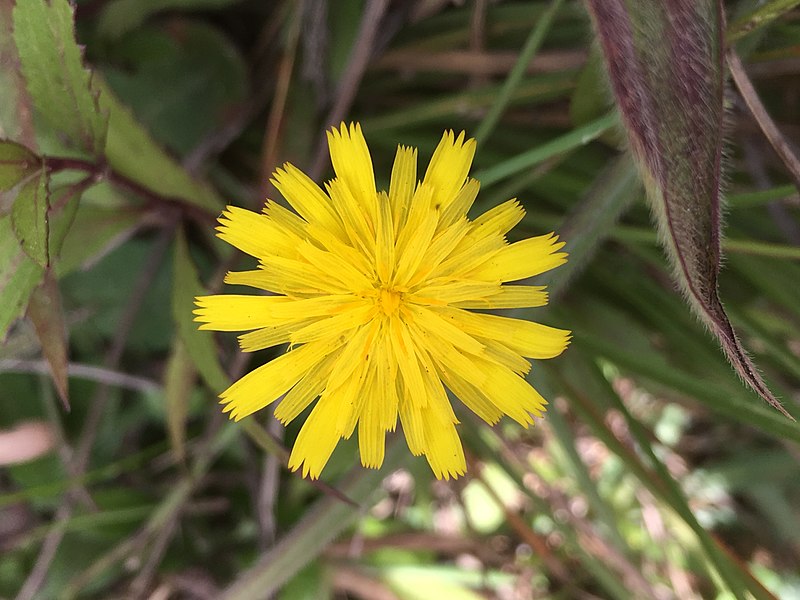 File:A beautiful yellow flower captured at Horton Plains National Park.jpg