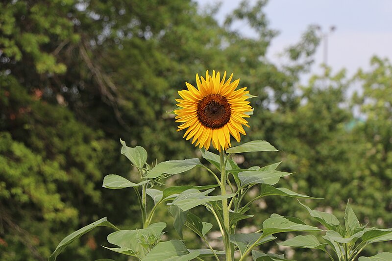 File:A large, yellow sunflower in bloom. (9a606a64-25de-4265-82a8-f608642bf6d3).JPG