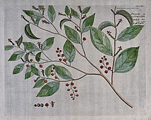 A plant (Acalypha paniculata); branch with flowers and fruit Wellcome V0042621.jpg