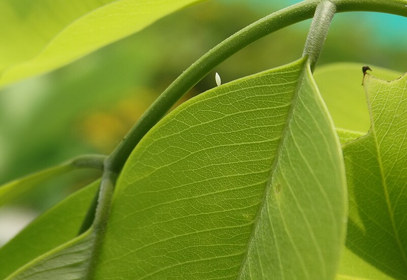 File:A single egg of Catopsilia pomona(Common Emigrant) WLB DSC00009.jpg