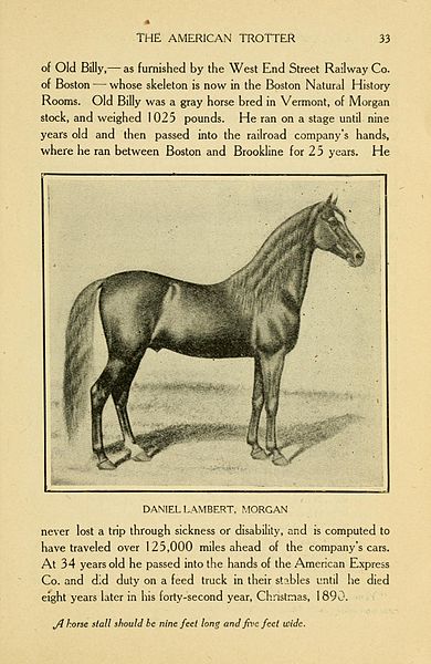 File:A sketch of the development of the modern horse (Page 33) BHL23629984.jpg