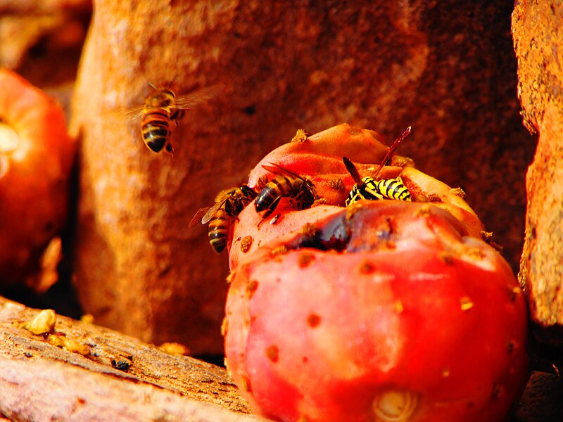 File:Abeilles et figue de barbarie.jpg