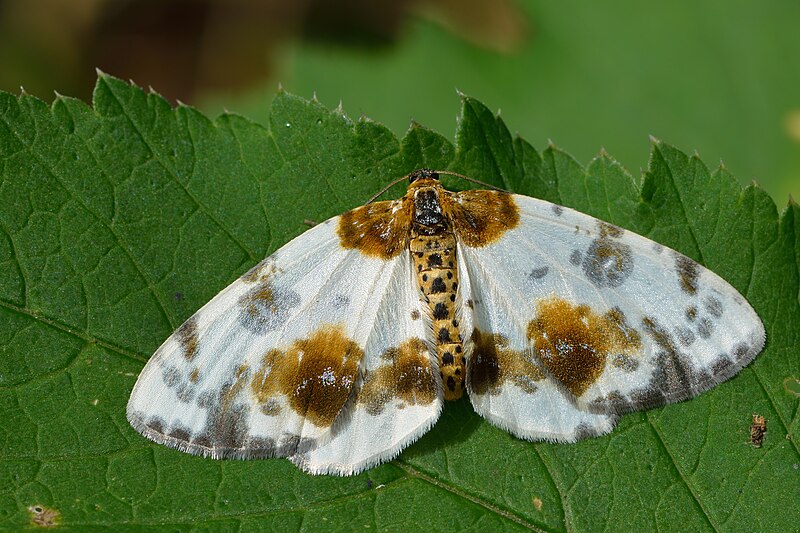 File:Abraxas sylvata - Pargi-tähnikvaksik Keila.jpg