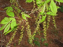 Acer henryi, Arnold Arboretum - IMG 6042.JPG