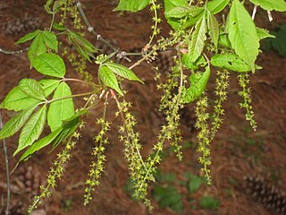 <i>Acer henryi</i> Species of plant