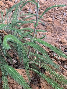 Petiolate leaves on lower stems Achillea millefolium leaves - Tumalo State Park.jpg