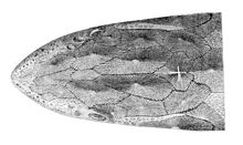 Head of an adriatic sturgeon from above Acipenser naccarii head.jpg