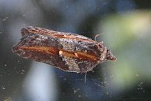 Acleris hastiana2.jpg