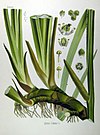 Acorus calamus (Köhler).jpg