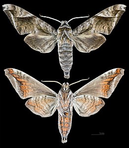 Projet Phoebus : Acosmeryx naga - Deux vues du même spécimen