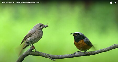 "The Redstarts", czyli "Państwo Pleszkowie"