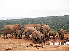 Elefants a la presa de Hapoor al parc