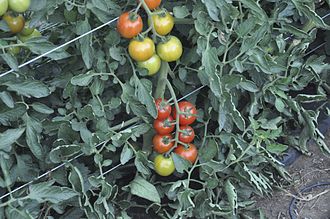 Adoration Tomato being grown on trellis Adoration Tomato.jpg