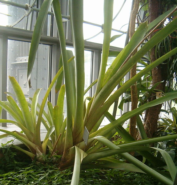 File:Aechmea eurycorymbus BotGardBln07122011H.jpg