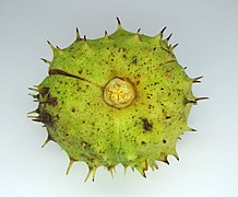 Aesculus hippocastanum fruit 1.jpg