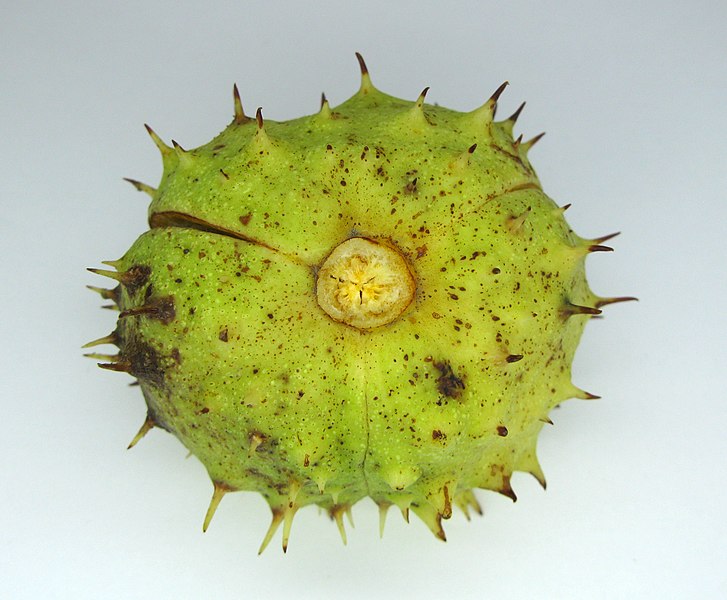 File:Aesculus hippocastanum fruit 1.jpg