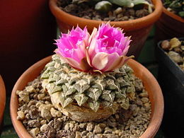 Kanopinis ariokarpas (Ariocarpus kotschoubeyanus)