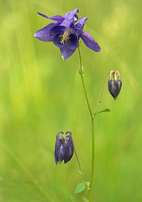 Gewöönelk Akelei (Aquilegia vulgaris)