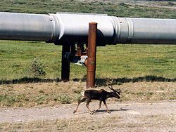 A caribou walks next to a section of the pipeline north of the Brooks Range. Opponents of the pipeline asserted the presence of the pipeline would interfere with the caribou. Alaska Pipeline and caribou.jpg