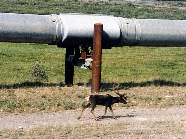 A caribou walks next to a section of the pipeline north of the Brooks Range. Opponents of the pipeline asserted the presence of the pipeline would int