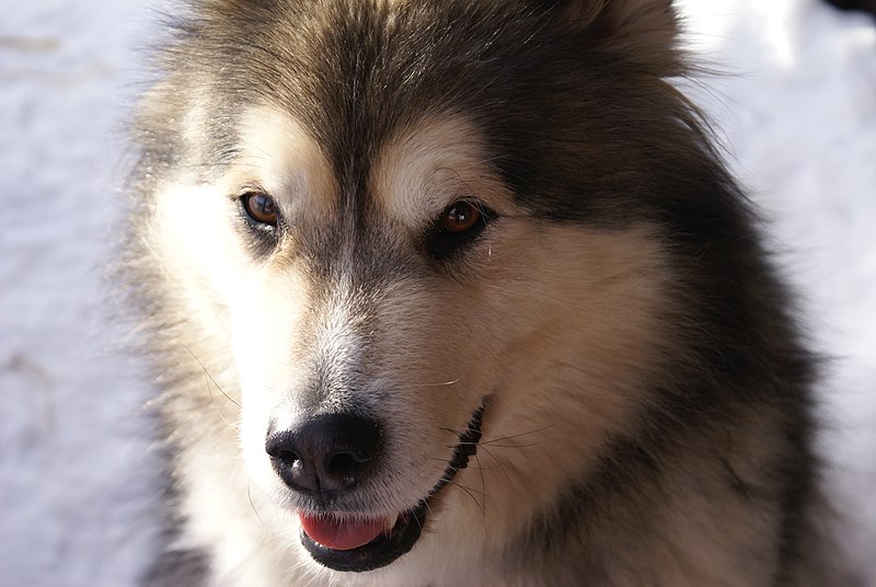 File:Alaskan Malamute Inu 2.jpg