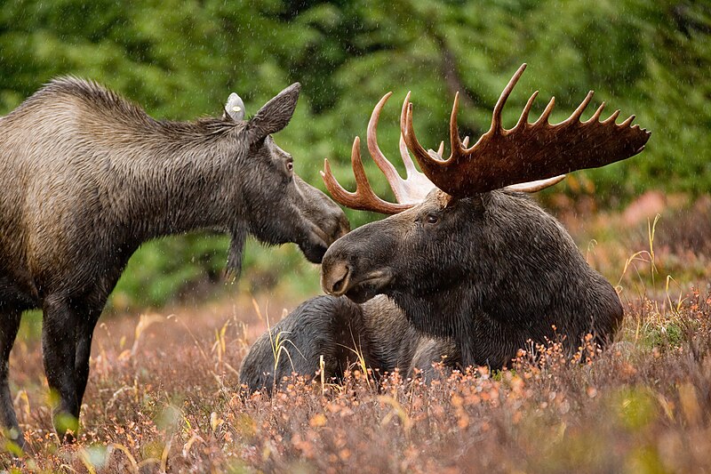 File:Alaskan moose pair (6862339335).jpg