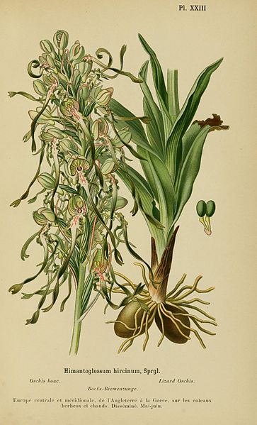 File:Album des orchidées de l'Europe centrale et septentrionale BHL15446389.jpg