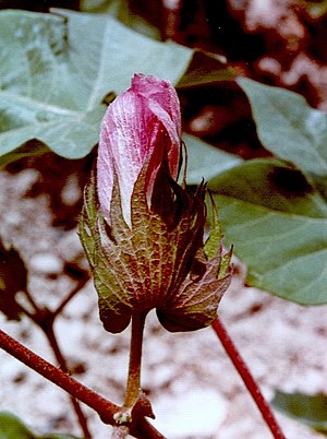 Gossypium Herbaceum: Descripción, Distribución, Propiedaes