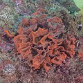 * Nomination Red algae (Mesophyllum expansum), Arrábida National Park, Portugal --Poco a poco 21:24, 4 May 2023 (UTC) * Promotion  Support Good quality. --Florstein 05:56, 5 May 2023 (UTC)